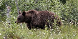 Færre bjørner i Norge
